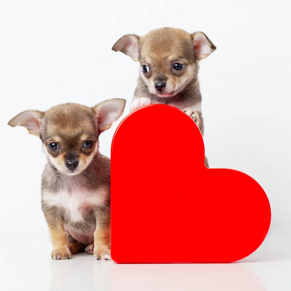 Χαριτωμένα κουτάβια Chihuahua με κόκκινη καρδιά — Φωτογραφία Αρχείου