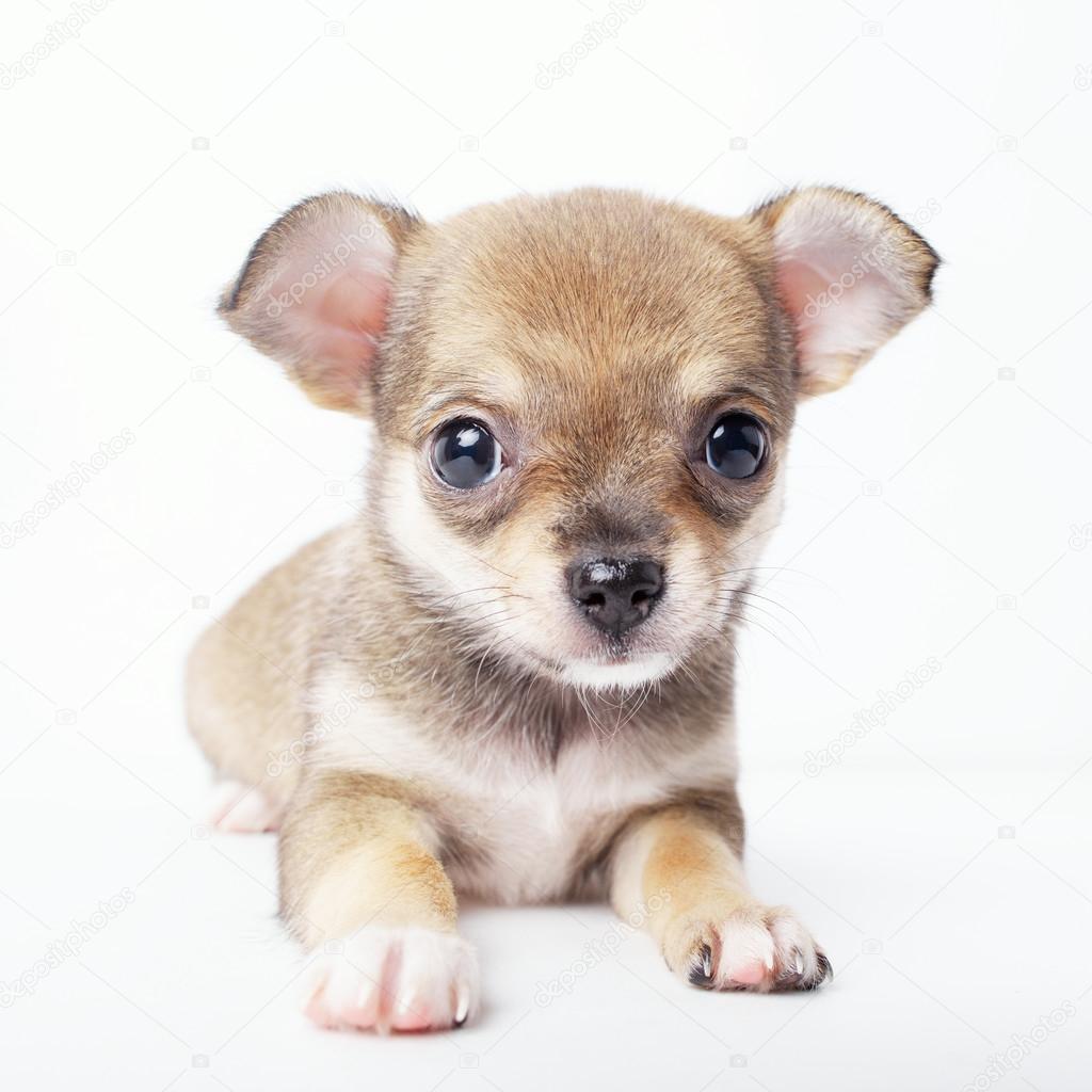 白い背景の上の小さなチワワ子犬 ストック写真 C Ababaka 白い背景の上の小さなチワワ子犬 ストック写真 C Ababaka