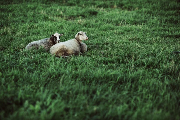 Two sheep resting on lawn — Stock Photo, Image