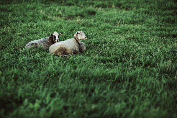 Dos ovejas descansando en el césped —  Fotos de Stock