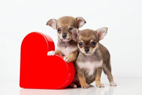 Cachorros bonitos Chihuahua com coração vermelho — Fotografia de Stock