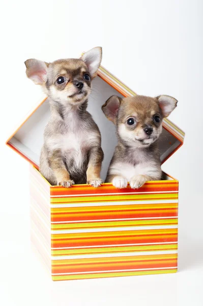 Carino cuccioli chihuahua in scatola — Foto Stock