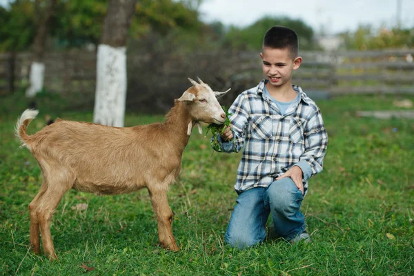 Little boy feeding goat in the garden — Stock Photo, Image