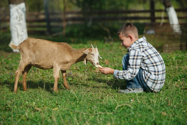 Маленький хлопчик годує козла в саду — стокове фото