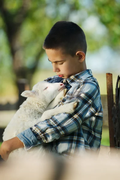 농장에 양고기와 소년 — 스톡 사진