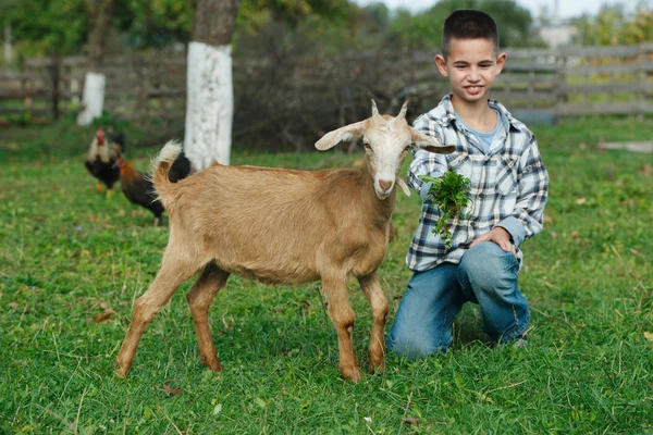 Menino alimentando cabra no jardim — Fotografia de Stock