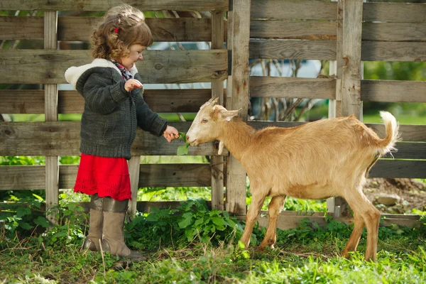 Mała dziewczynka karmienia kóz w ogrodzie — Zdjęcie stockowe