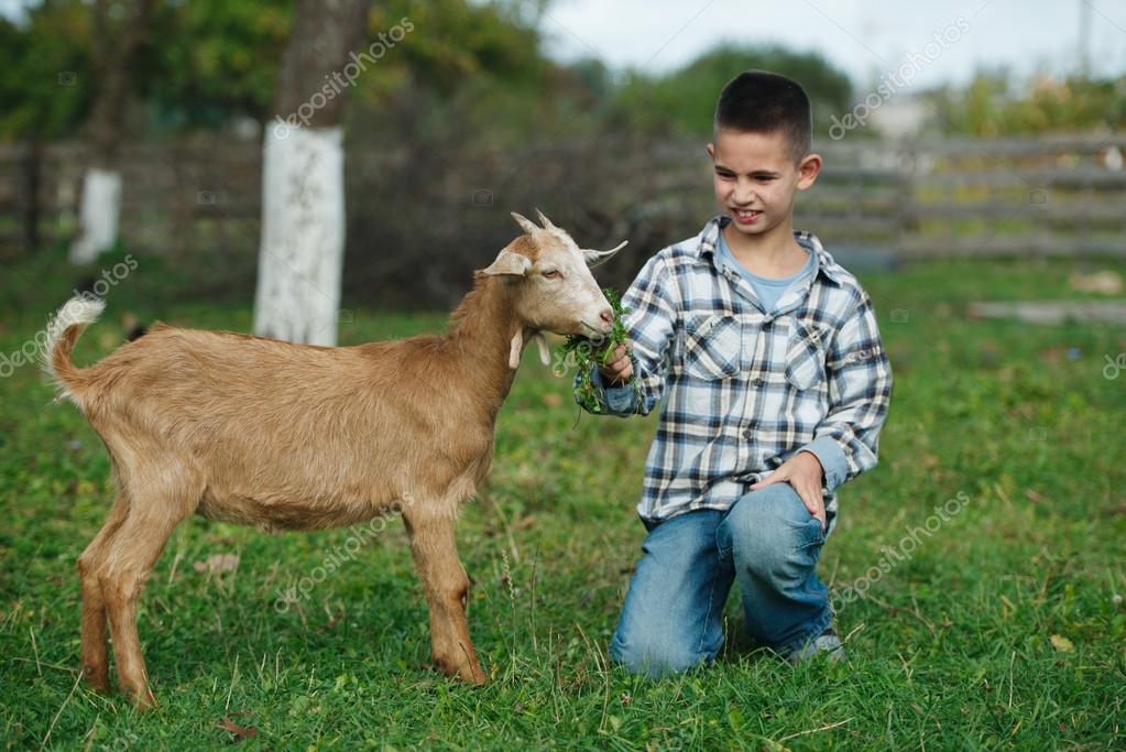 Little boy feeding goat in the garden Stock Photo by ©ababaka 80150014