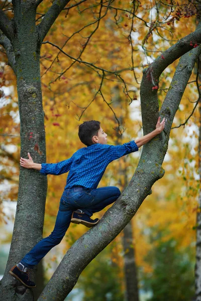 Garçon grimpe l'arbre dans le parc — Photo