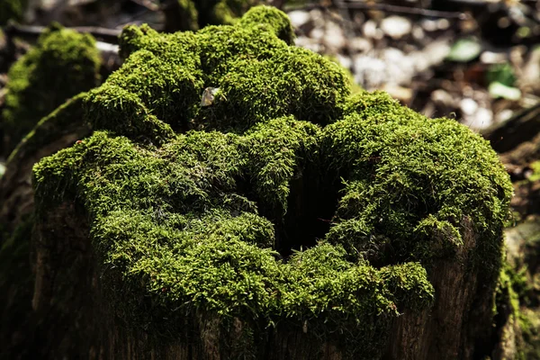 Moss — Stock Photo, Image