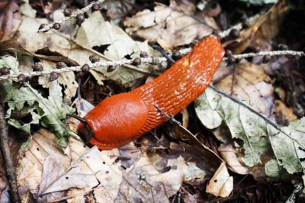 Κόκκινο Slug Arion rufus — Φωτογραφία Αρχείου