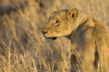 Dişi aslan öldürmek için kahverengi otların arasında taşıma