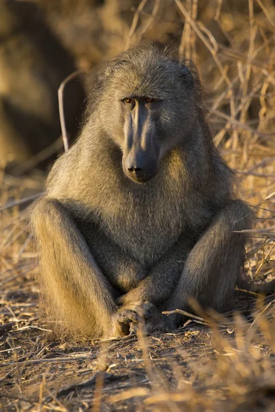 Baboon family play and having fun in nature — Stock Photo, Image