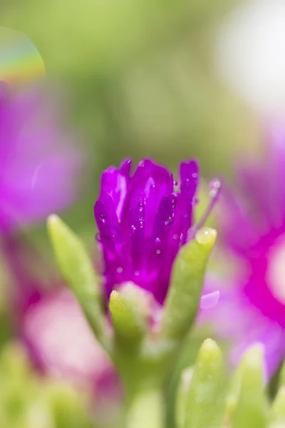 Makro malé fialové květiny se zeleným pozadím — Stock fotografie