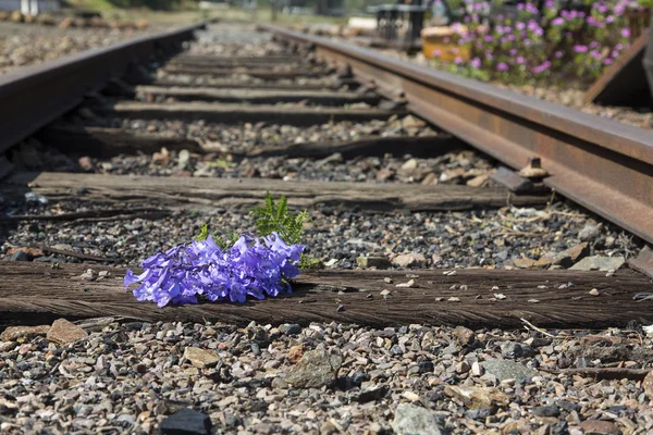 Chemins de fer usagés et petites fleurs — Photo