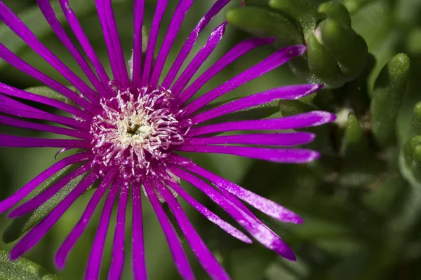 Makro yeşil arka plana sahip bir küçük mor çiçek — Stok fotoğraf