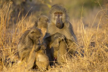 Babun aile oyun ve doğada eğleniyor