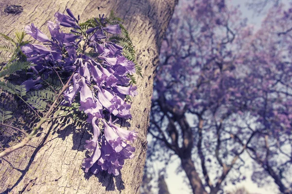 Якоранда ствол дерева с маленькими цветами и небо — стоковое фото