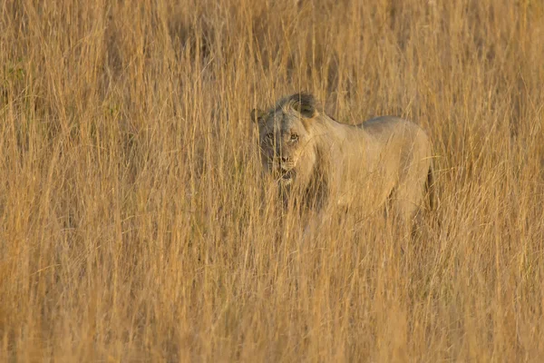Lion mannelijke verplaatsen in bruin gras te doden — Stockfoto