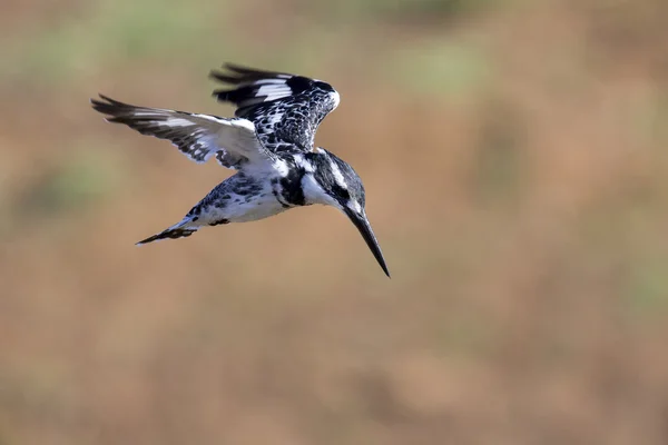 Pied Kingfisher hover in flight to hunt — Stock Photo, Image