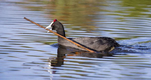 Red knobbed Coots collecting material to build nest — Stock Photo, Image