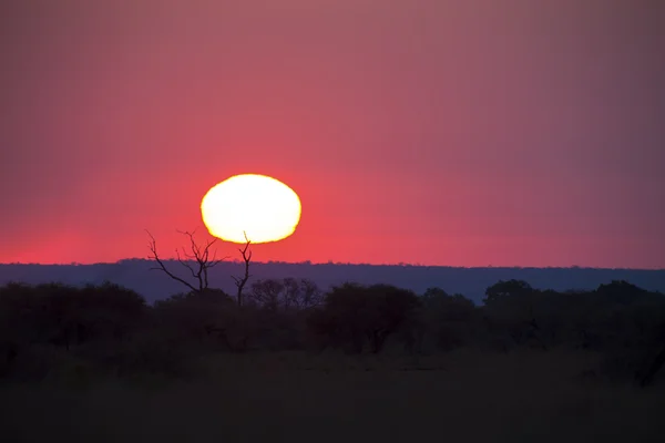 Solnedgång i Afrika med träd och stora gula solen — Stockfoto