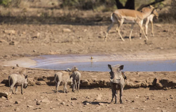Warzenschweinfamilie steht nach Trinkgelage am Wasserloch — Stockfoto