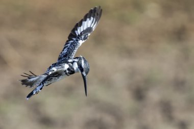 Alaca yalıçapkını vurgulu avlamak için uçuş