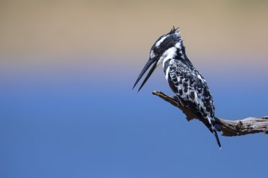Balık avlamak için bir dalda oturan alaca yalıçapkını