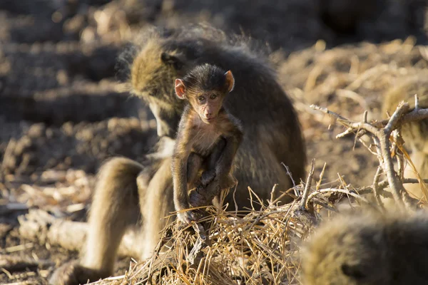 Baboon family play and having fun in nature — Stock Photo, Image