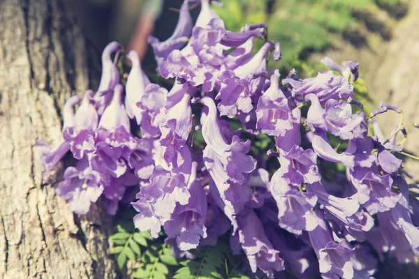 Tronco d'albero di Jacaranda con piccoli fiori e cielo — Foto Stock