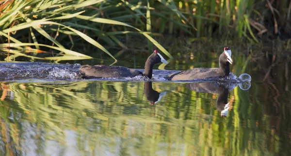 Two red knobbed Coots chasing each other in courtship — Stock Photo, Image