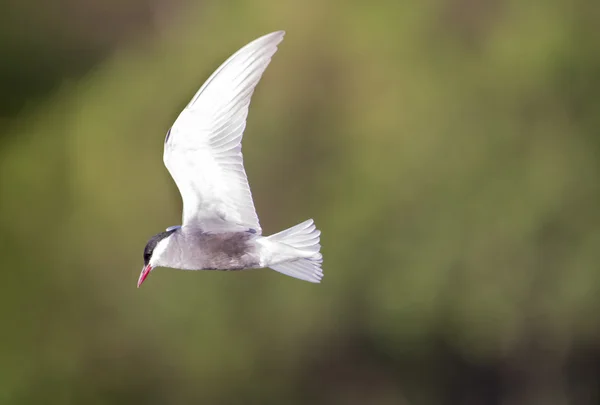 Tern Whiskered em voo com asas abertas — Fotografia de Stock