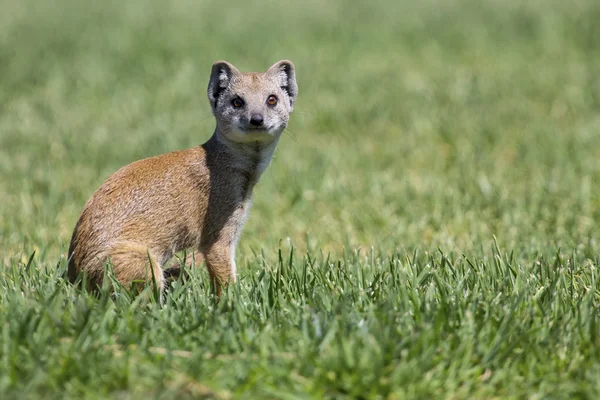 Amarelo Mongoose caça para a presa na grama verde curta — Fotografia de Stock