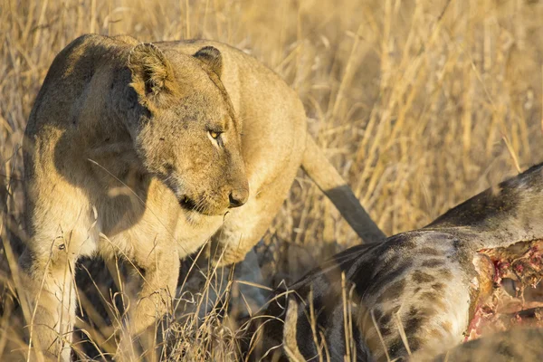 Leonessa con giraffa appena uccisa a colazione — Foto Stock