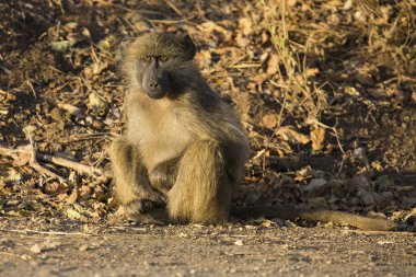Babun aile oyun ve doğada eğleniyor