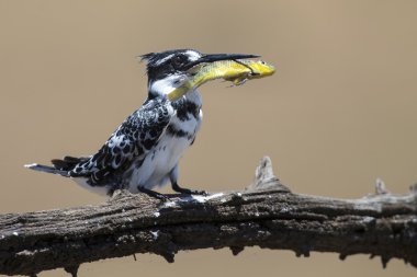 Alaca yalıçapkını balık dal öldürür