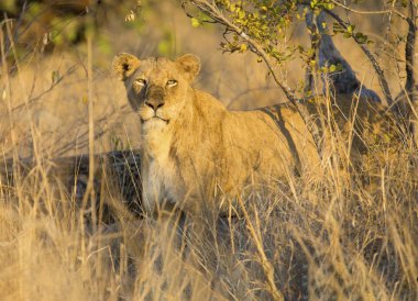 Dişi aslan öldürmek için kahverengi otların arasında taşıma