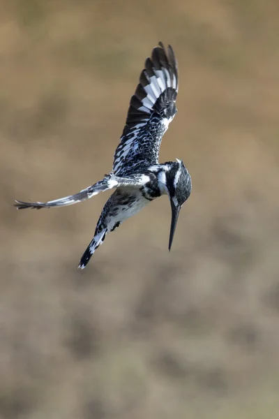 狩りへの飛行のパイドのカワセミ ホバリング — ストック写真