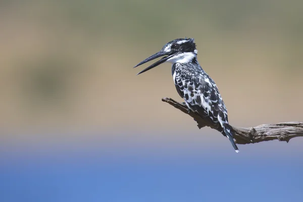 Pied Kingfisher sentado em um galho para caçar peixes — Fotografia de Stock