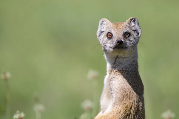 Yellow Mongoose hunting for prey on short green grass — Stock Photo, Image