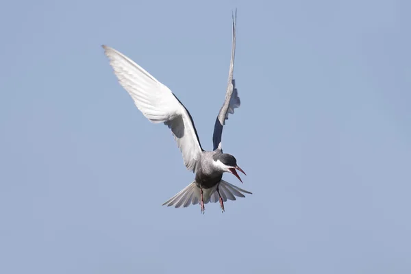 Tern Whiskered em voo com asas abertas — Fotografia de Stock