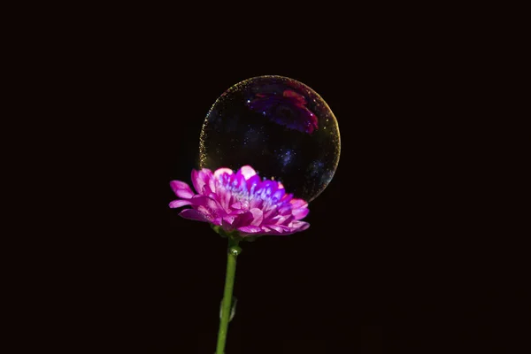 Bolha de sabão na flor rosa no fundo preto — Fotografia de Stock