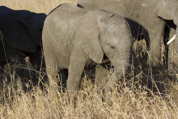 Rebanho reprodutor de elefante andando comendo em grama marrom longa — Fotografia de Stock