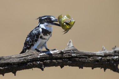 Alaca yalıçapkını balık dal öldürür