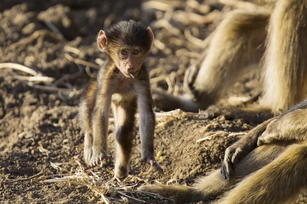 Baviaan familie spelen en hebbend pret in de natuur — Stockfoto