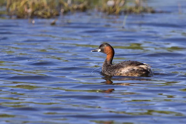 Lesser Grebe swimming on a pond looking for food — Stock Photo, Image