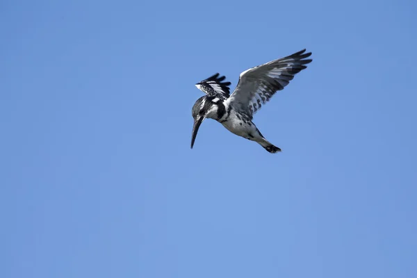 Pied Kingfisher hover in flight to hunt — Stock Photo, Image