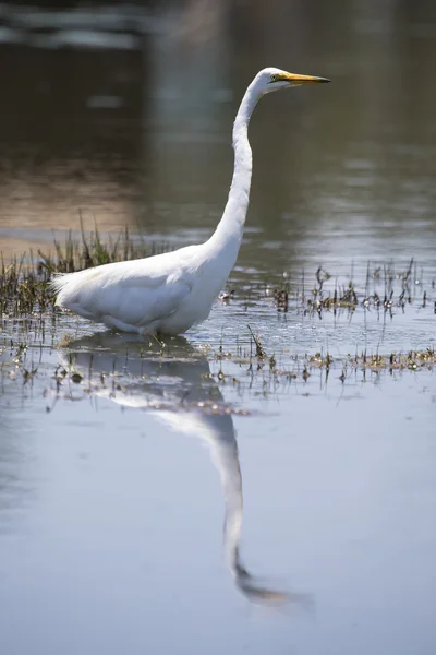 Grande garzetta bianca seduta a riva di uno stagno in cerca di pesci — Foto Stock