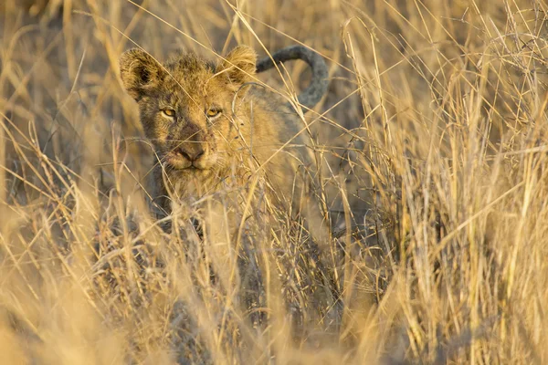 Leeuwin verplaatsen in bruin gras te doden — Stockfoto